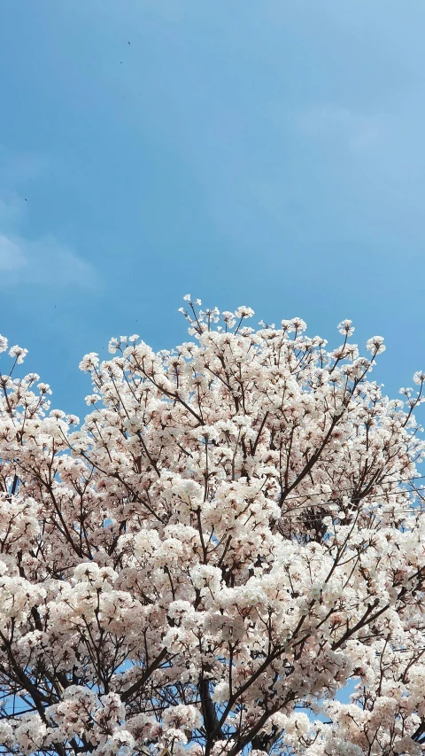 a tree with white flowers in front of a blue sky, an album cover, inspired by Miyagawa Chōshun, trending on unsplash, jaeyeon nam, cotton candy trees, # nofilter, concert