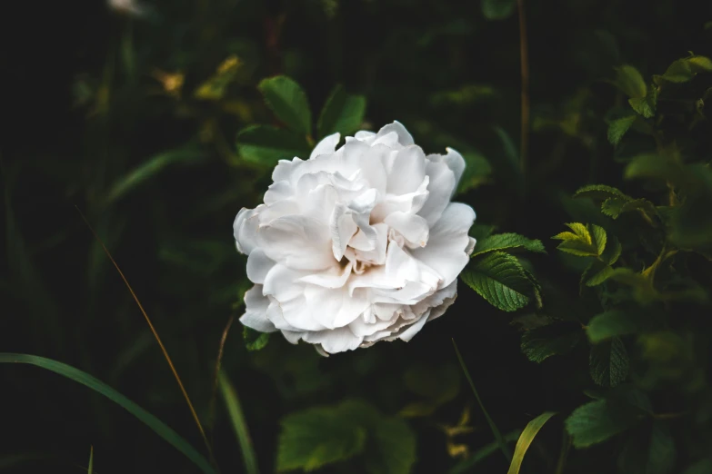 a white flower sitting on top of a lush green field, inspired by Elsa Bleda, unsplash, rose garden, completely dark, white porcelain skin, a high angle shot