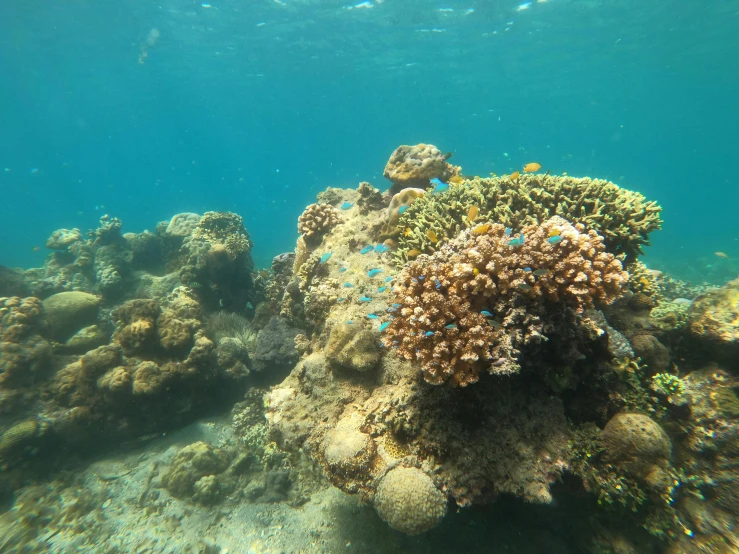 a group of fish swimming on top of a coral reef, under water, covered in coral, shallow water, red sea