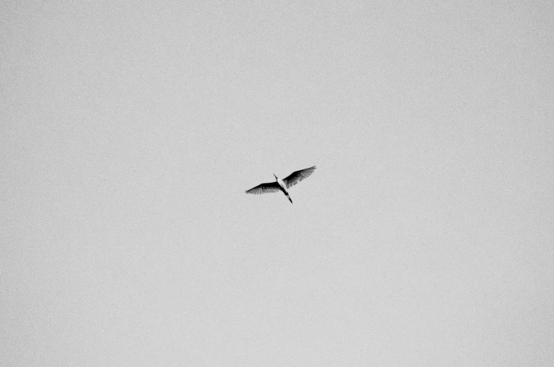a bird that is flying in the sky, a black and white photo, unsplash, minimalism, shot with iphone 1 0, crane, minimalistic!! simple, dragon flying
