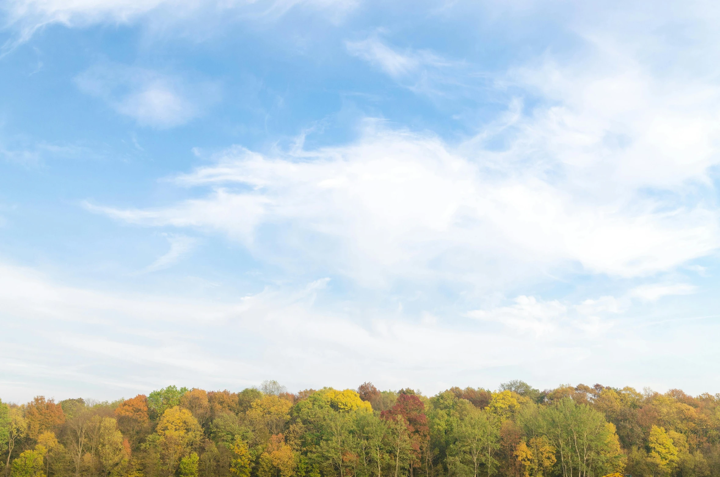 a herd of cattle grazing on top of a lush green field, pexels contest winner, color field, withering autumnal forest, panorama view of the sky, lower saxony, multi - coloured