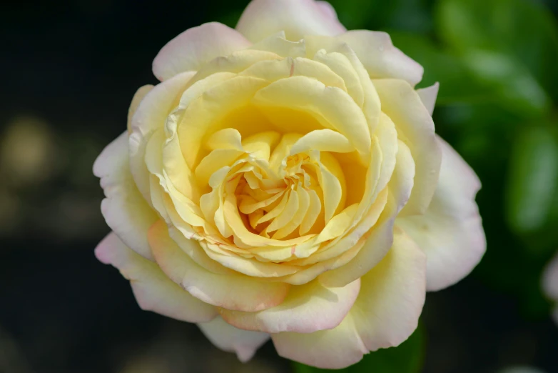 a close up of a yellow rose with green leaves, by David Simpson, pexels, mother of pearl iridescent, high quality photo, no cropping, pastel'