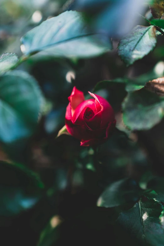 a red rose in the middle of a bush, inspired by Elsa Bleda, unsplash, color ( sony a 7 r iv, low detailed, carson ellis, single