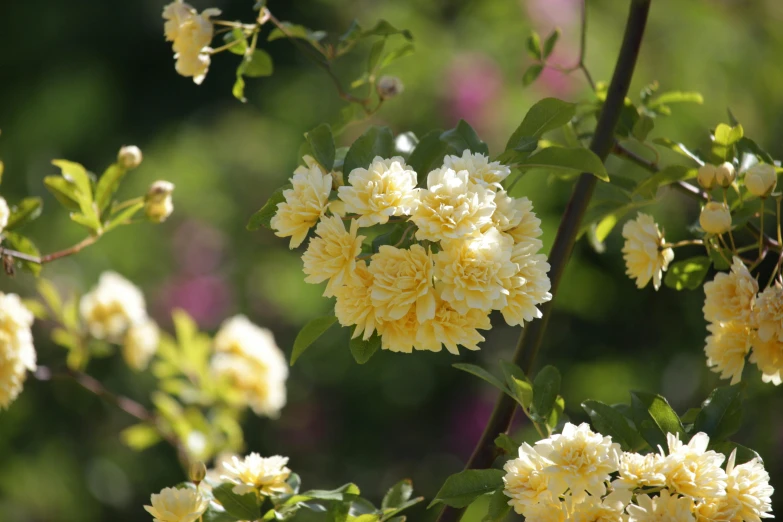 a bunch of yellow flowers on a tree, by David Simpson, unsplash, sitting in the rose garden, rose-brambles, beautifully soft lit, paul barson