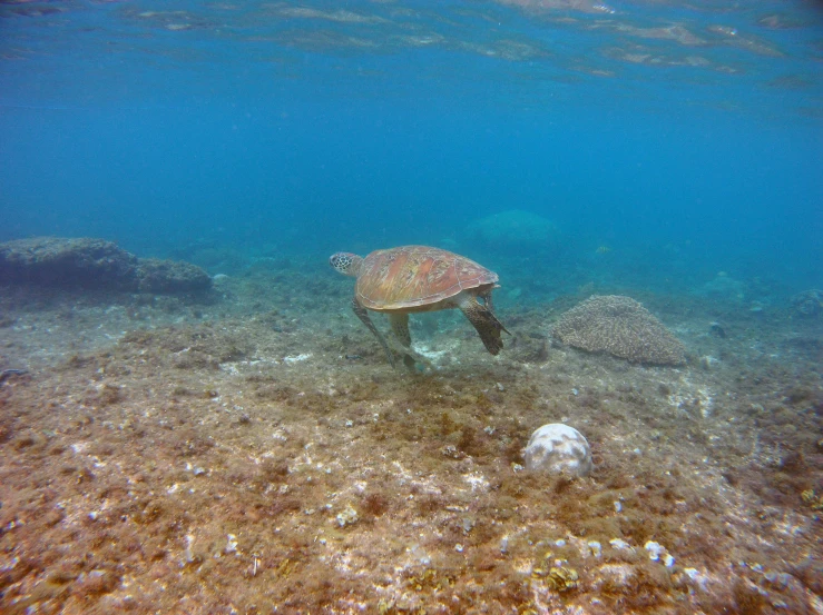 a turtle that is swimming in the water, covered in coral, picton blue, walking to the right, nomad