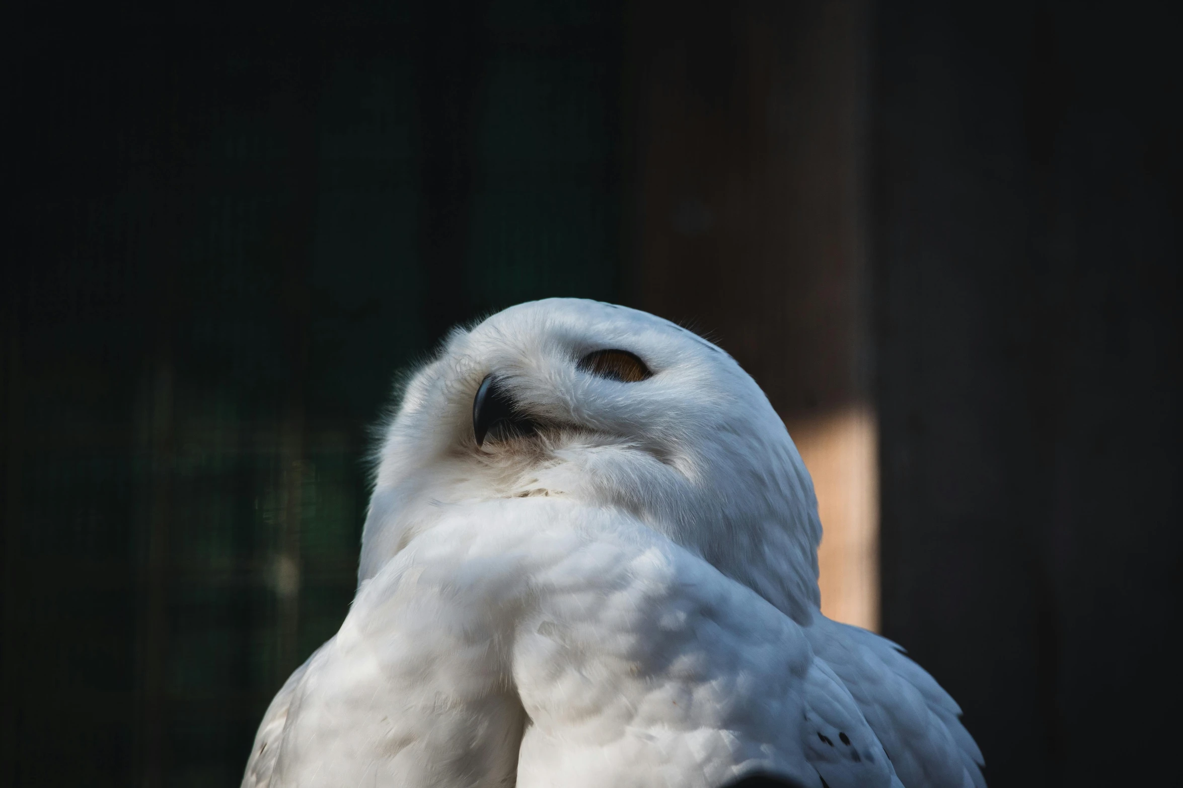 a white owl sitting on top of a wooden table, pexels contest winner, hurufiyya, strong jawline, snowy, museum quality photo, eyes closed or not visible