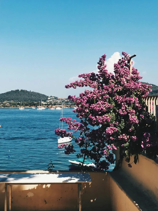 a view of a body of water from a balcony, a picture, inspired by Wilhelm Marstrand, pexels contest winner, pink flowers, 💋 💄 👠 👗, traditional corsican, photo taken on fujifilm superia