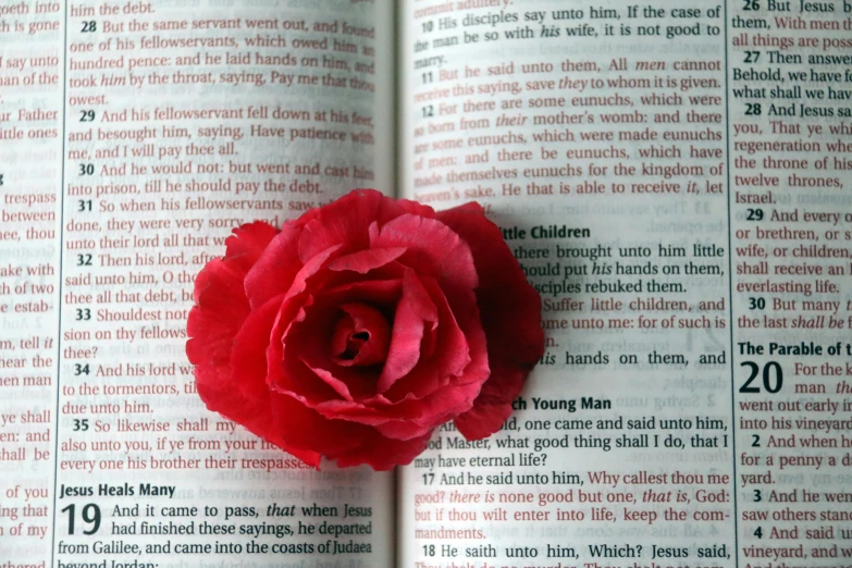 a red rose sitting on top of an open book, biblically accurate, large flower head, book title visible, christian
