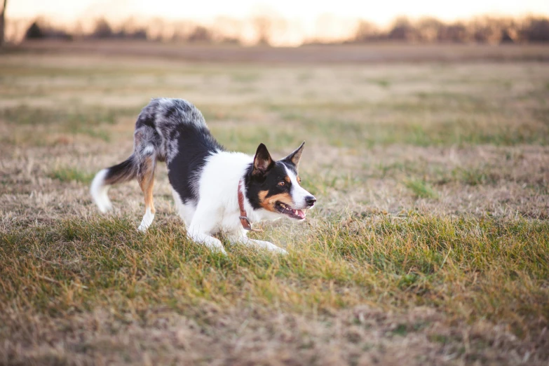 a dog running through a field with a frisbee in it's mouth, pexels contest winner, bending down slightly, aussie, evening time, rectangle