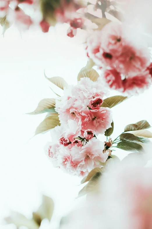 a bunch of pink flowers sitting on top of a tree