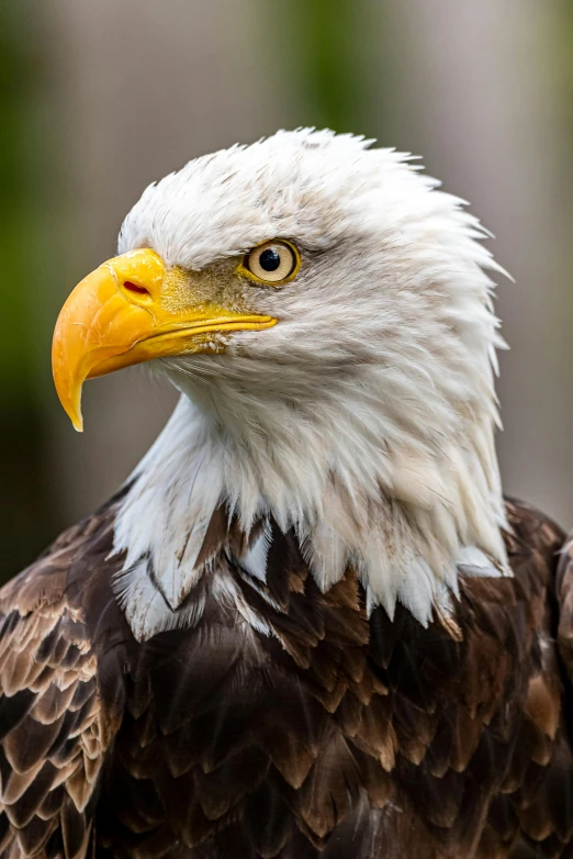 a close up of a bald eagle with a blurry background, pexels contest winner, white eagle icon, waist up, usa, profile image