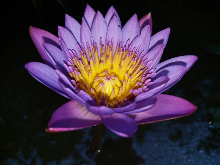 a purple water lily blooming in a pond, a portrait, unsplash, purple and yellow lighting, taken in the late 2000s, fan favorite, chromostereopsis