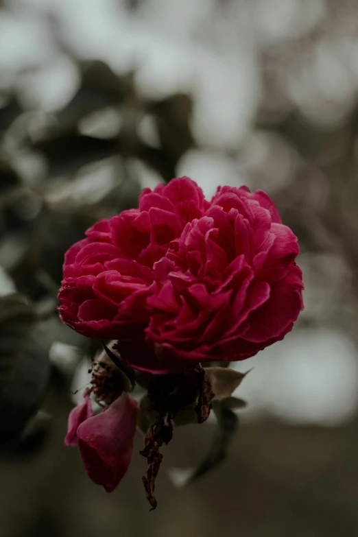 a close up of a pink flower on a tree, pexels contest winner, romanticism, red roses, overcast, paul barson, maroon