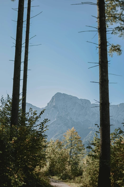 a dirt road surrounded by tall trees with a mountain in the background, by Tobias Stimmer, unsplash, clear blue skies, seen from a distance, karst landscape, tall spires