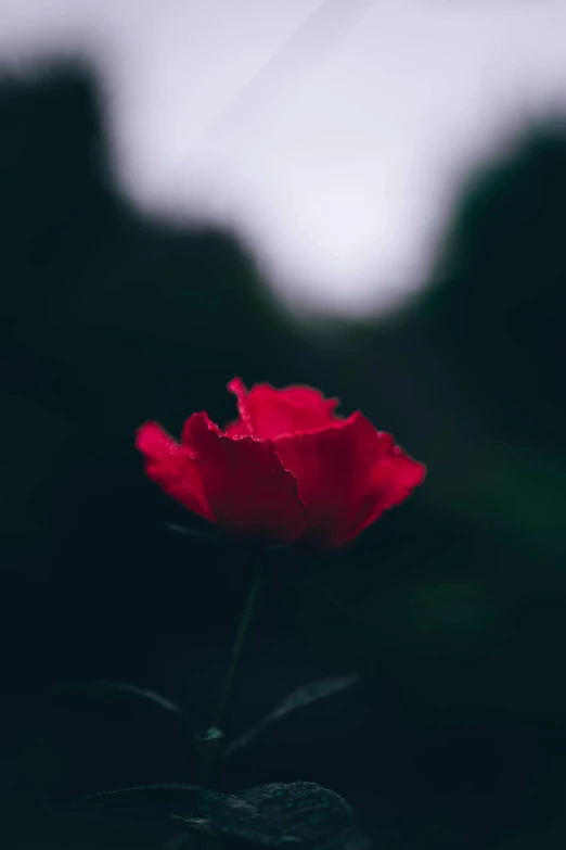 a single red rose against a dark background, inspired by Elsa Bleda, unsplash, carnation, low quality photo, blurred, 15081959 21121991 01012000 4k