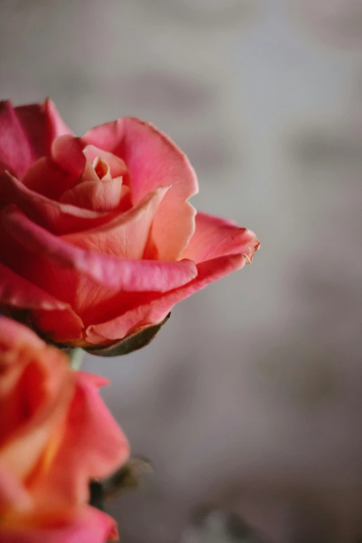 a close up of some pink roses in a vase, by Kristin Nelson, unsplash, light red and orange mood, paul barson, close - up profile, full frame image