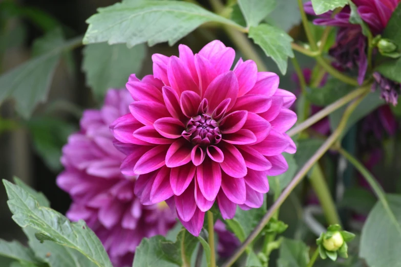 a close up of a purple flower with green leaves, dahlias, 'groovy', full product shot, lowshot