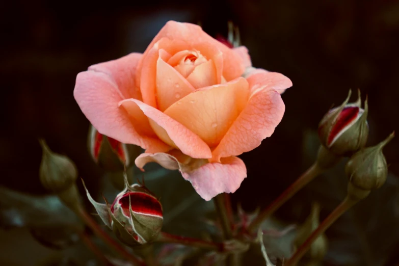 a close up of a pink rose with buds, unsplash, orange mist, paul barson, exterior shot, brown