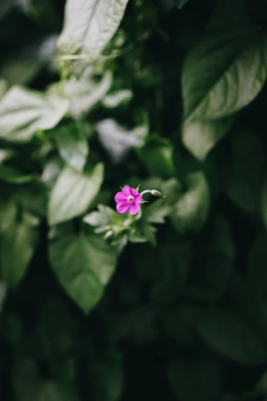 a pink flower sitting on top of a lush green plant, a picture, unsplash, glowing purple, shot on sony a 7, portrait of small, a green