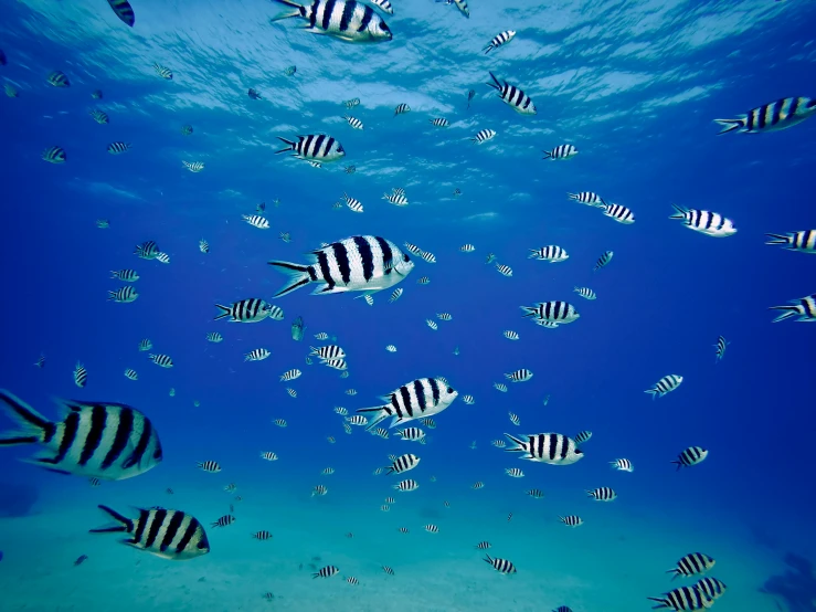 a large group of fish swimming in the ocean, middle of the ocean, striped, jen atkin, slide show