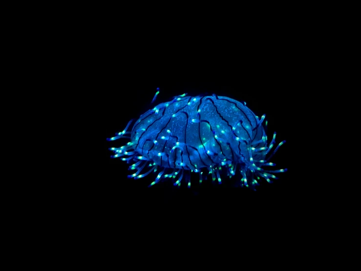 a ball of christmas lights in the dark, a microscopic photo, by Jan Rustem, blue jellyfish, neon edges on bottom of body, glow around helmet, photo taken in 2 0 2 0