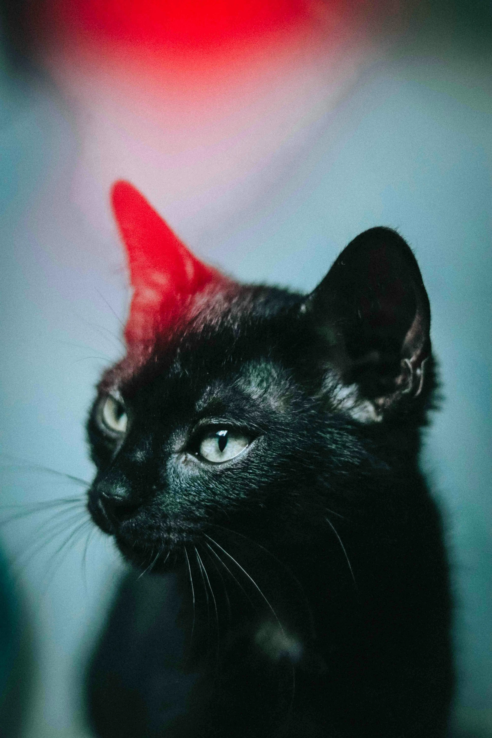 a black cat sitting in front of a red light, an album cover, trending on pexels, long pointy ears, headshot profile picture, cat in space, mixed animal