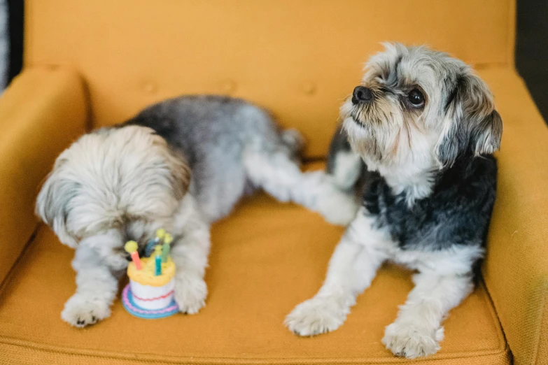 a couple of dogs sitting on top of a yellow chair, by Emma Andijewska, pexels, birthday cake on the ground, shih tzu, sitting on a couch, 🦩🪐🐞👩🏻🦳