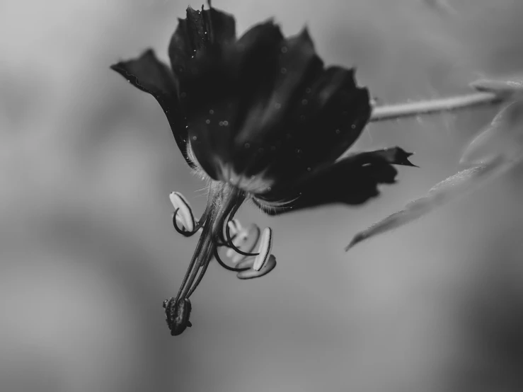 a black and white photo of a flower, alien in the form of mantis, petals falling, today's featured photography 4k, withered