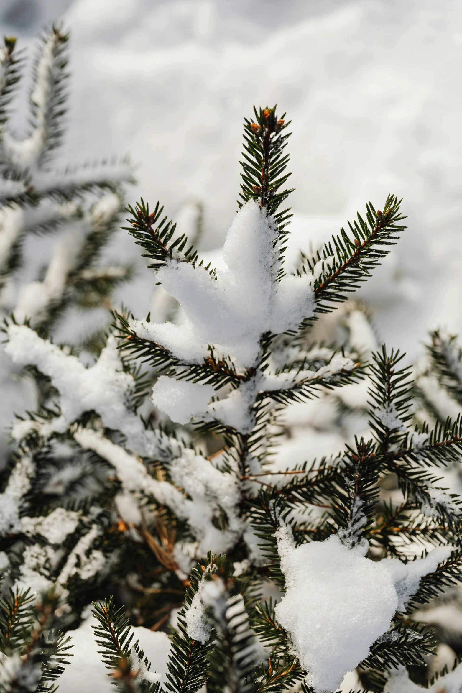 a small pine tree covered in snow, crisp edges, 2019 trending photo, detail shot, medium shot angle