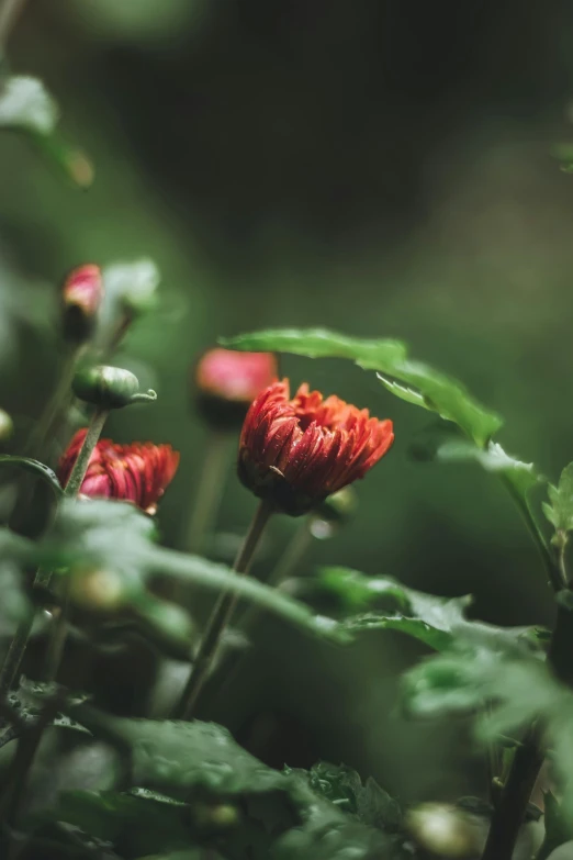 a group of red flowers sitting on top of a lush green field, a macro photograph, unsplash, romanticism, paper chrysanthemums, overcast mood, in the jungle. bloom, muted fall colors