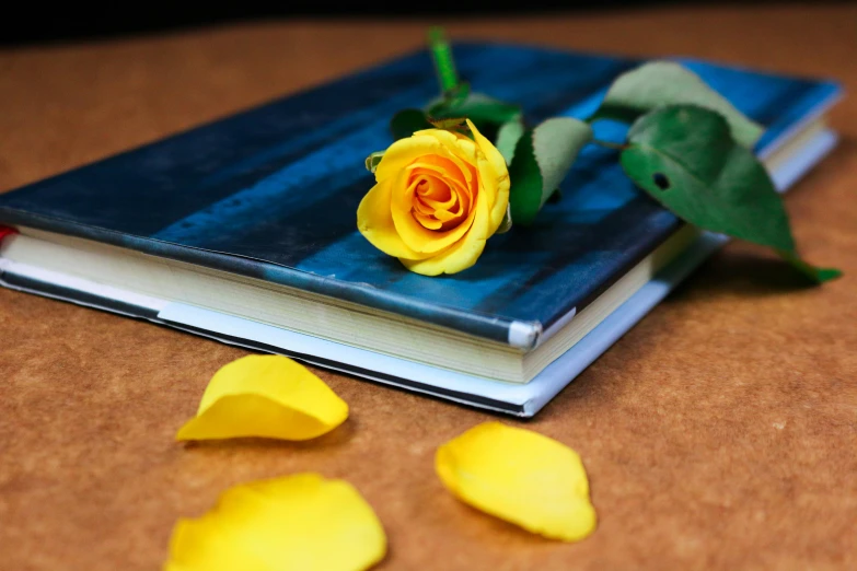 a yellow rose sitting on top of a book, on a table