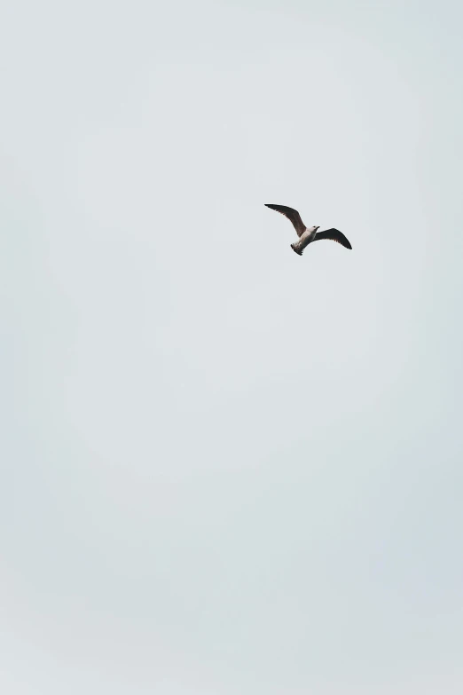 a bird that is flying in the sky, by Attila Meszlenyi, unsplash, minimalism, low quality photo, 15081959 21121991 01012000 4k