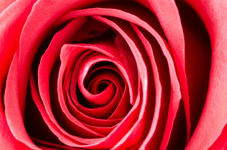 a close up view of a red rose, an album cover, spiralling, looking towards camera, zoomed out to show entire image, highly detailed product photo