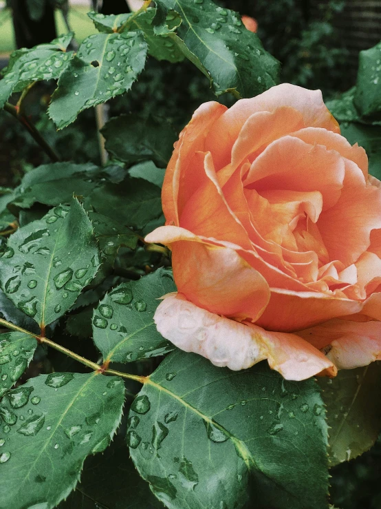 an orange rose with water droplets on it, an album cover, unsplash, lo fi, low quality photo, tourist photo, gardening