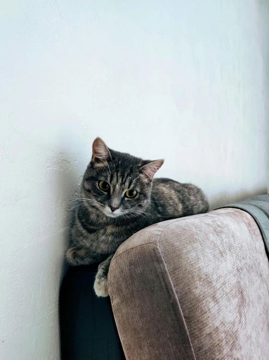 a cat sitting on top of a couch next to a window, by Niko Henrichon, unsplash, plain background, squishy, leaning against the wall, taken in the late 2000s