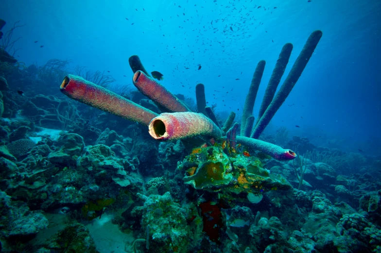 an underwater view of a coral reef with sponges, fine art, large pipes, cannons, 2019 trending photo, slide show