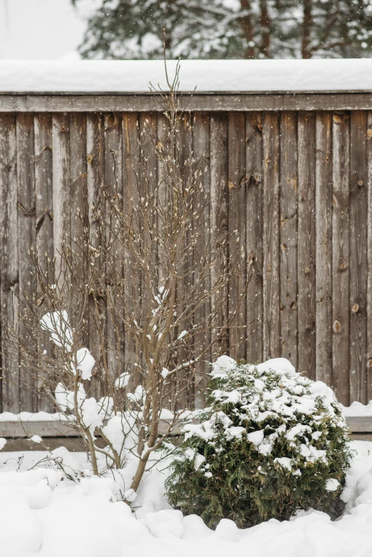 a fire hydrant covered in snow next to a fence, trending on pexels, renaissance, wood planks, background image, bushes, alessio albi