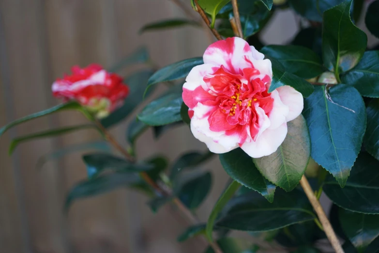 a close up of a flower on a plant, inspired by Hasegawa Tōhaku, unsplash, arabesque, red and white flowers, pink, potted plant, myrtle