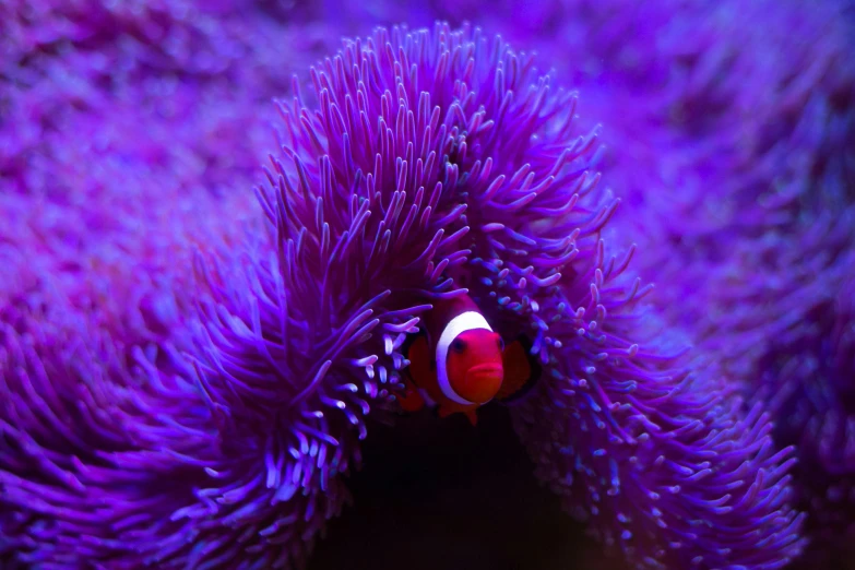 a clown fish in a purple sea anemone, pexels contest winner, purple and red, 🦩🪐🐞👩🏻🦳, soft neon purple lighting, album