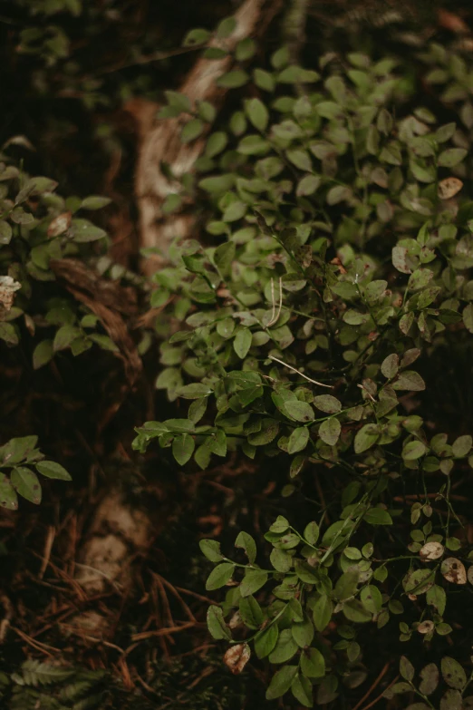 a red fire hydrant sitting in the middle of a forest, inspired by Elsa Bleda, unsplash, dark green leaves, close-up from above, low quality photo, vine covered