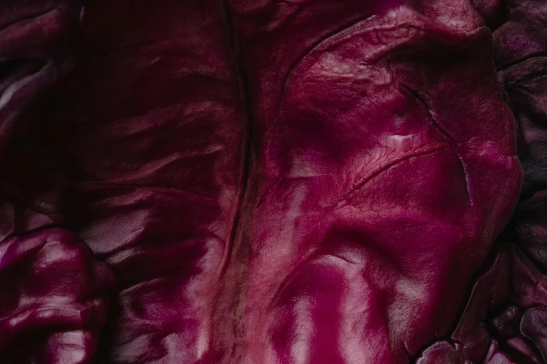 a close up of a red leaf of lettuce, by Nina Hamnett, renaissance, dark purple, shot on hasselblad, smooth waxy skin, thick lining