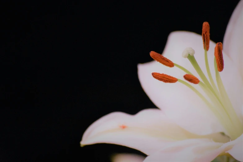 a close up of a white flower on a black background, by Carey Morris, unsplash, rubrum lillies, soft light.4k, ilustration, cinematic image