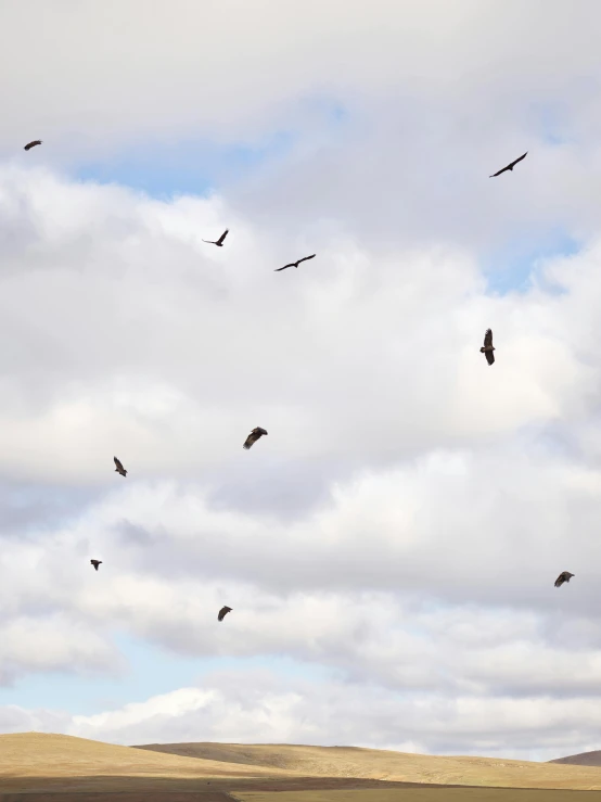 a flock of birds flying over a field, by Jessie Algie, pexels contest winner, hurufiyya, vultures, looking up onto the sky, fine art print, group of seven