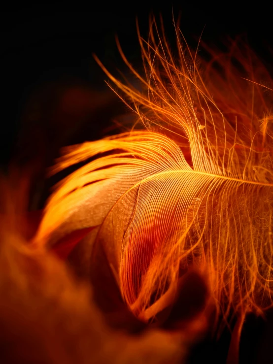 a close up of a feather on a black background, by Jan Rustem, pexels, bright orange camp fire, fluffy orange skin, profile image, soft backlight