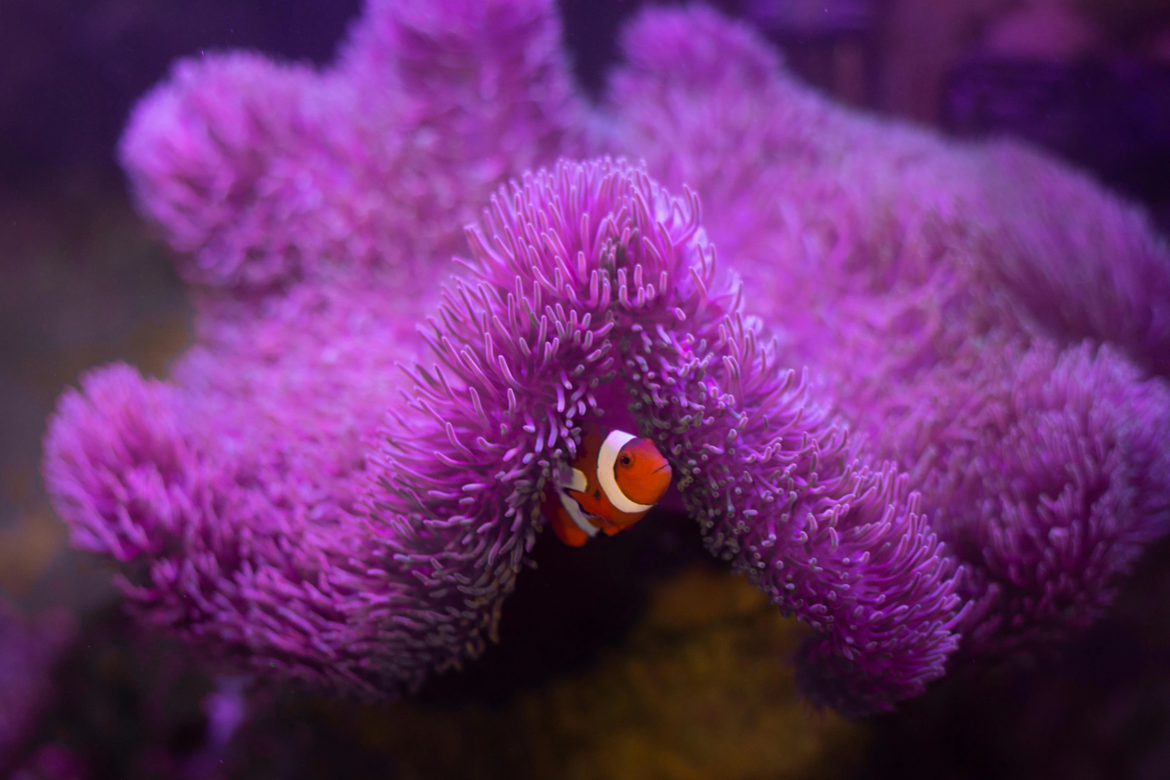 a clown fish sitting on top of a purple flower, fuschia leds, covered in coral, taken in the early 2020s, purple tubes