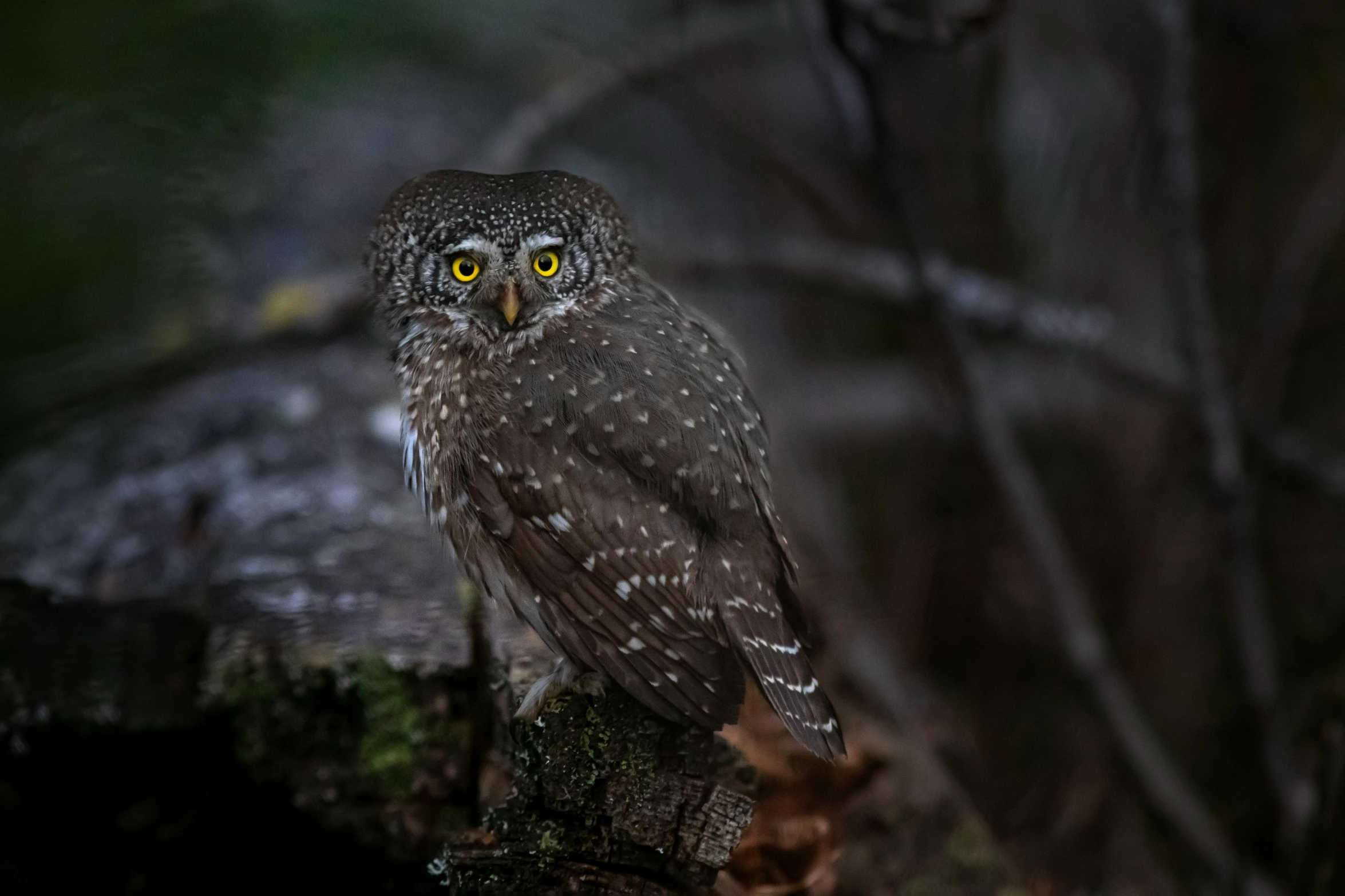 a small owl sitting on top of a tree stump, a portrait, by Ibrahim Kodra, pexels contest winner, australian tonalism, at evening during rain, silver eyes full body, portrait of small, spotted