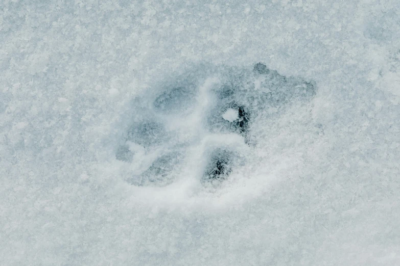 a dog's paw prints in the snow, an album cover, inspired by Vija Celmins, trending on pexels, ice fish shape, powder, 3 mm, 5k