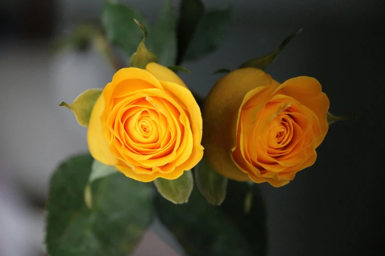 a close up of two yellow roses in a vase, dark grey and orange colours, award - winning, middle shot, medium-shot