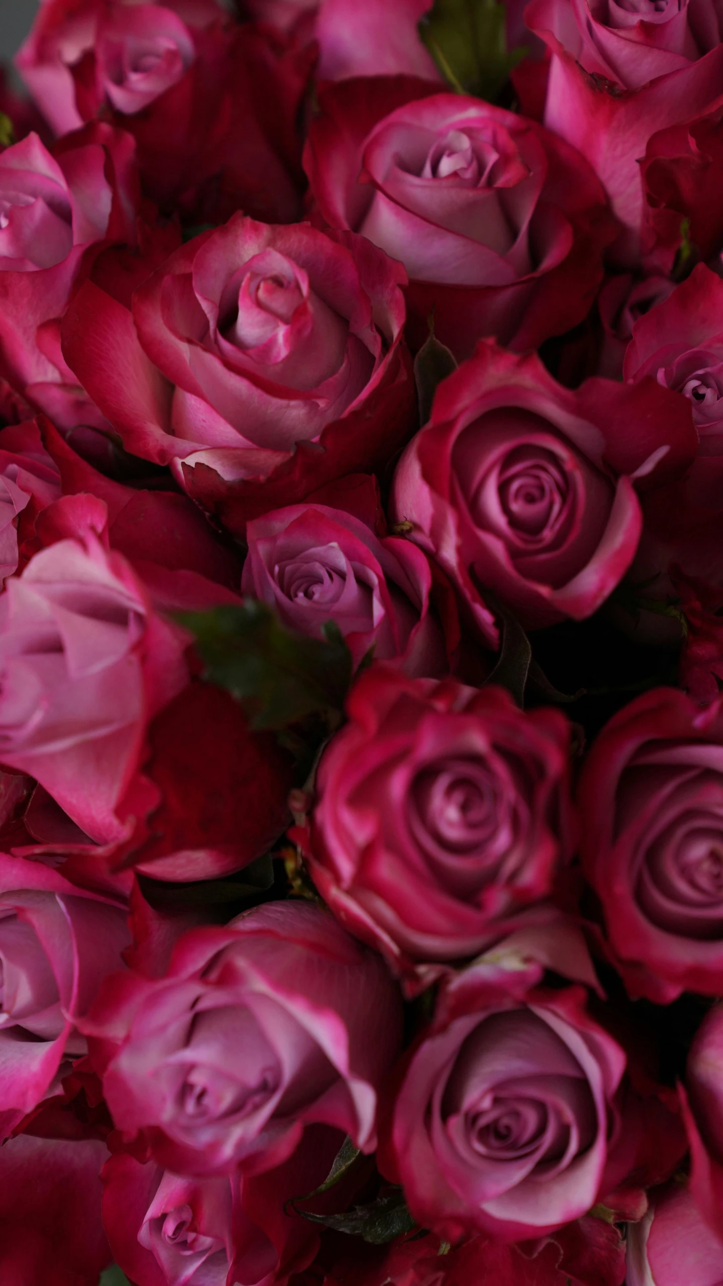 a close up of a bunch of pink roses, rich deep colours, scarlet tones, award - winning, nebulous bouquets