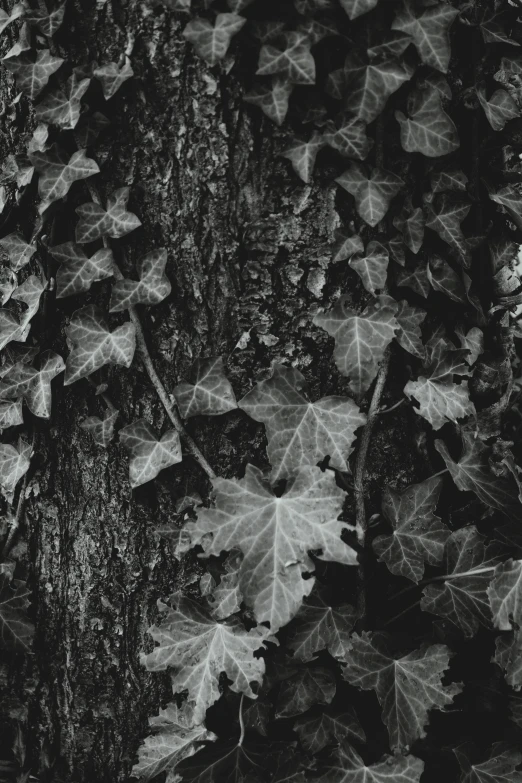 a black and white photo of ivy growing on a tree, by Yasushi Sugiyama, detailed medium format photo, ( ( photograph ) ), large-format photography, colorless